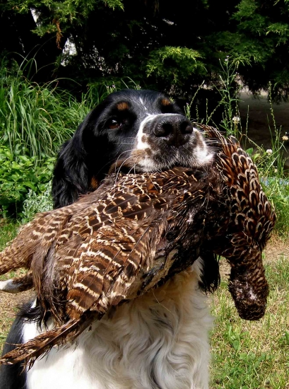 ESS Emi z Úpatí Džbánu