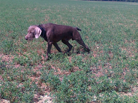 Junák z Milhostovských polí