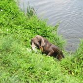 Jilien z Milhostovských polí