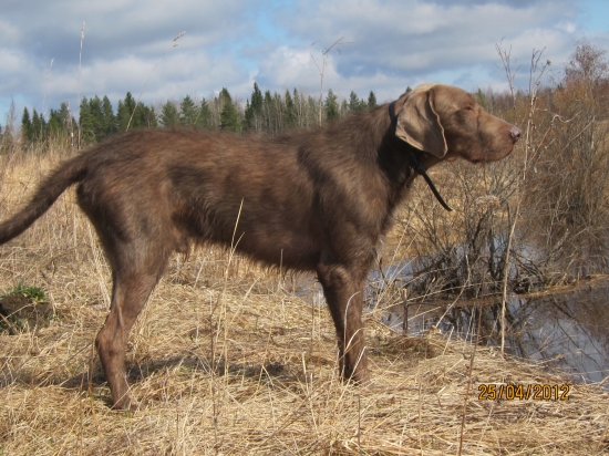 Fanfan z Milhostovských polí
