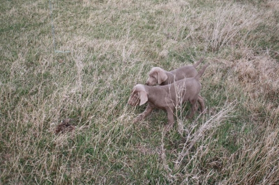 Killer + Kexo z Milhostovských polí