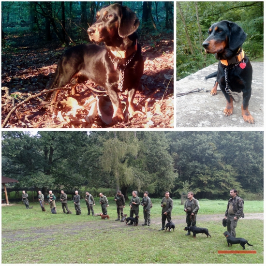 Nela zo Sušianskej doliny (Alpský jazvečíkovitý durič)