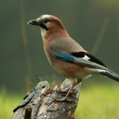 Ranní společnice :-)