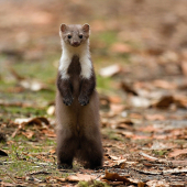 Překvapená a já také :-)