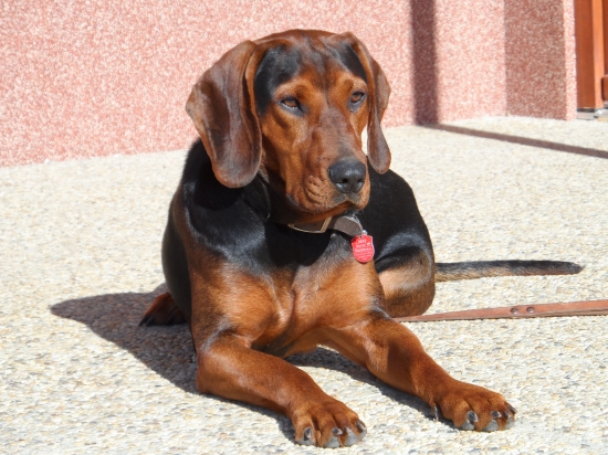 Chýba mi krasavček