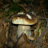 fajný