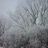 Spomienka na mrznuce ráno - 17