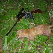 Privábeny lišiačik