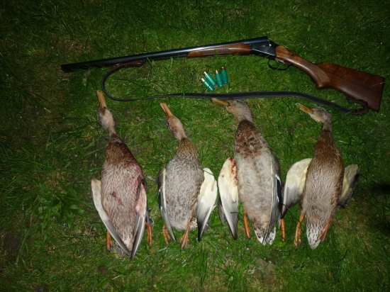 4 rany - 4 kačky :-)