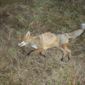 dnešný privábeny lišiak