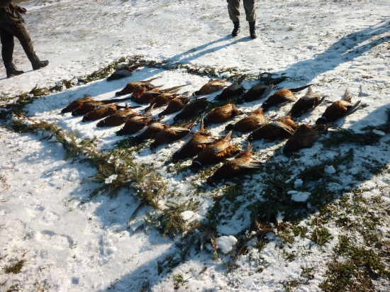 Výrad PZ Jarabica Šamudovce