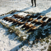 Výrad PZ Jarabica Šamudovce