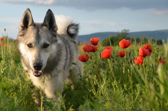 Brit Vlčí chodník a vlčie maky