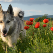 Brit Vlčí chodník a vlčie maky