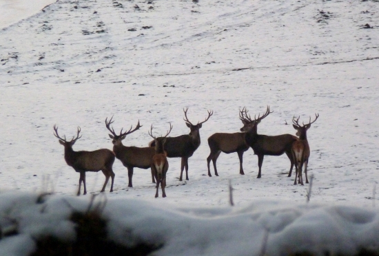 Pozrite ,kto to tam ide ?