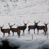 Pozrite ,kto to tam ide ?