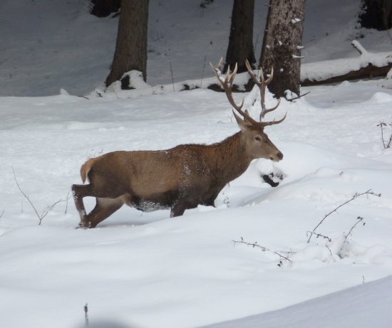 Korunkový 12-Torák