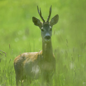 S vyplazeným jazykom