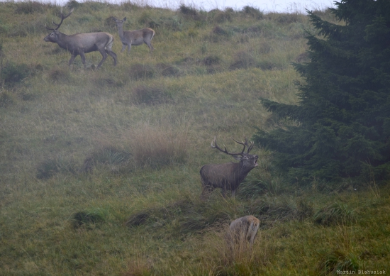 Vo vysokohorskom prostredí