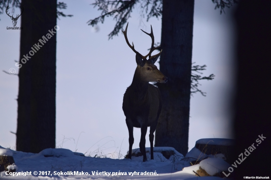 Mladík...