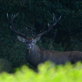 Nepravidelný 14-torák