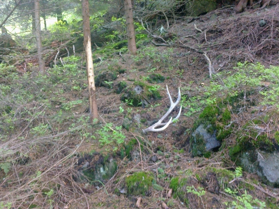 prechadzka po reviry