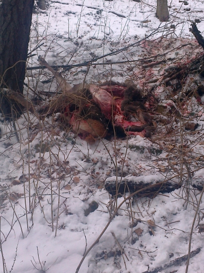 nocne vycinanie vlkov