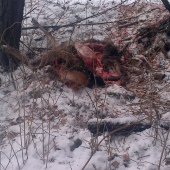 nocne vycinanie vlkov