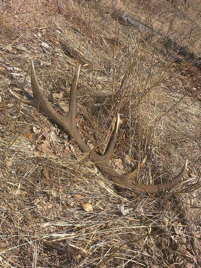 dnesny strnastorak 3kg.