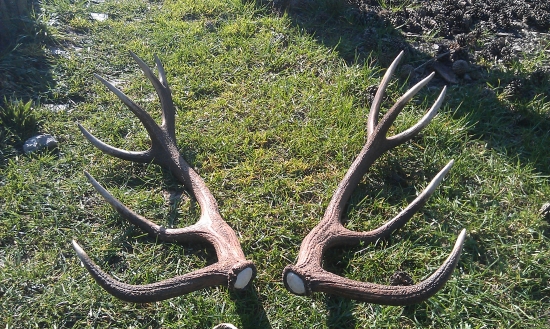 Párka mladého dvanástoráka