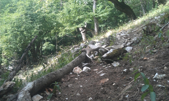 Na jeleňom chodníku