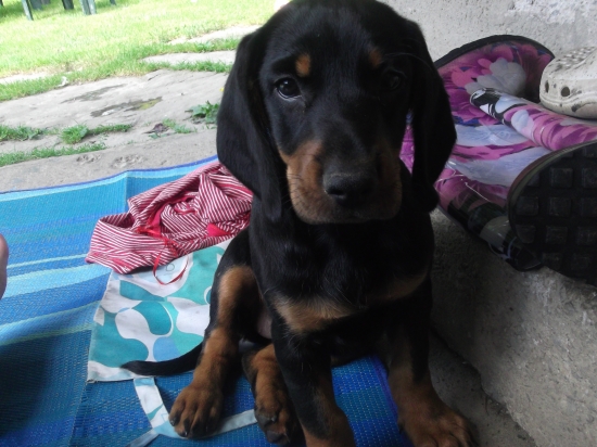 Slovensky Kopov Steniatko