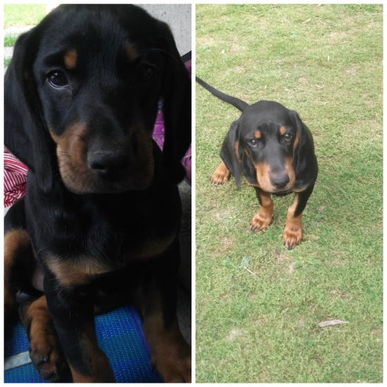 Trošku nám vyrástla (Arda od Kalinovského potoka)