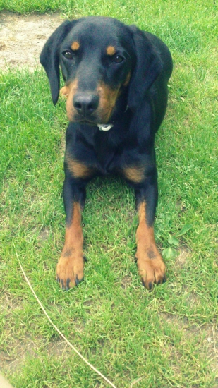 Arda od Kalinovského potoka