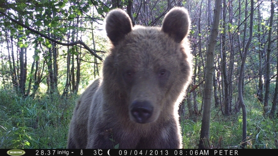 Na medvedom chodníčku
