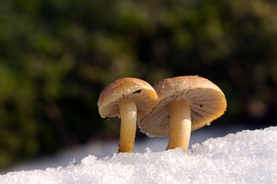 strapcovka tehlovočervená