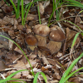 Trojica