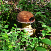 Podhríb