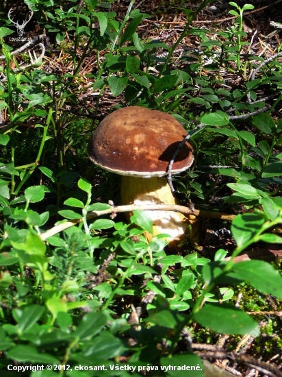 Podhríb