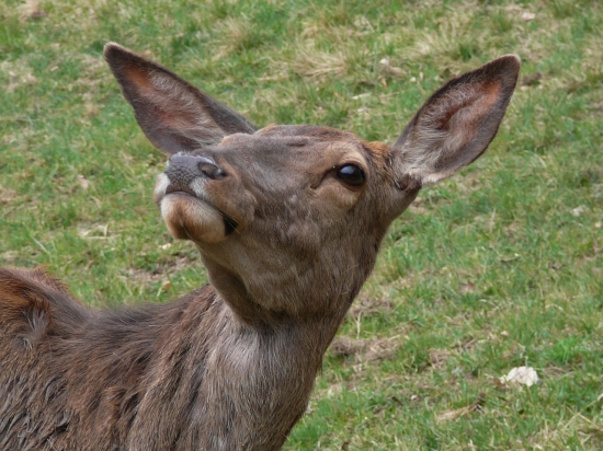 Čo to tam letí?