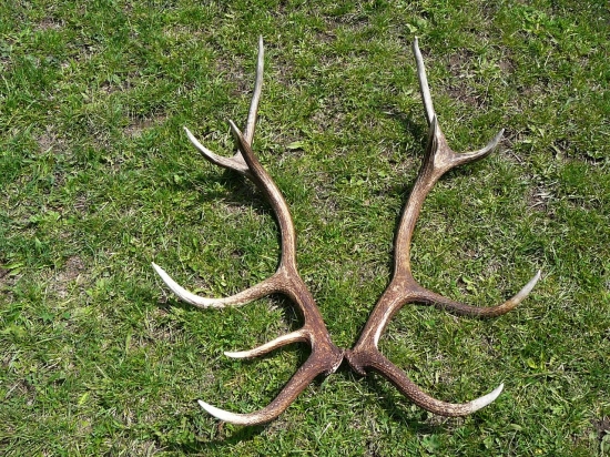 Rok čakali v mladine