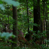 Muflonky s potomstvom