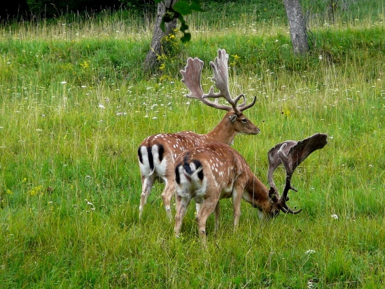 Fešáci