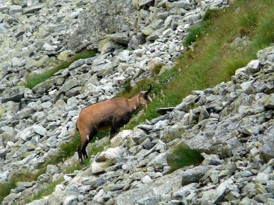 Z Velickej doliny