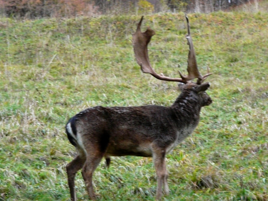 Zničený po ruji