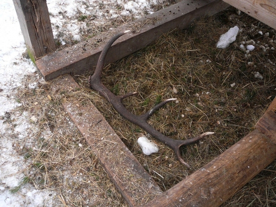 Poďakovanie za kŕmenie