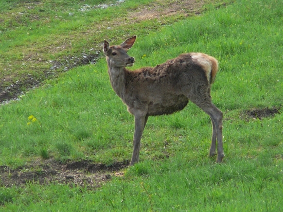 Jelienča
