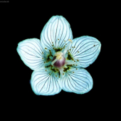 Bielokvet močiarny (Parnasia palustris)