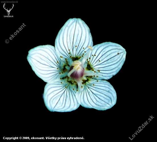 Bielokvet močiarny (Parnasia palustris)