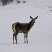 Zasnežená jelenička